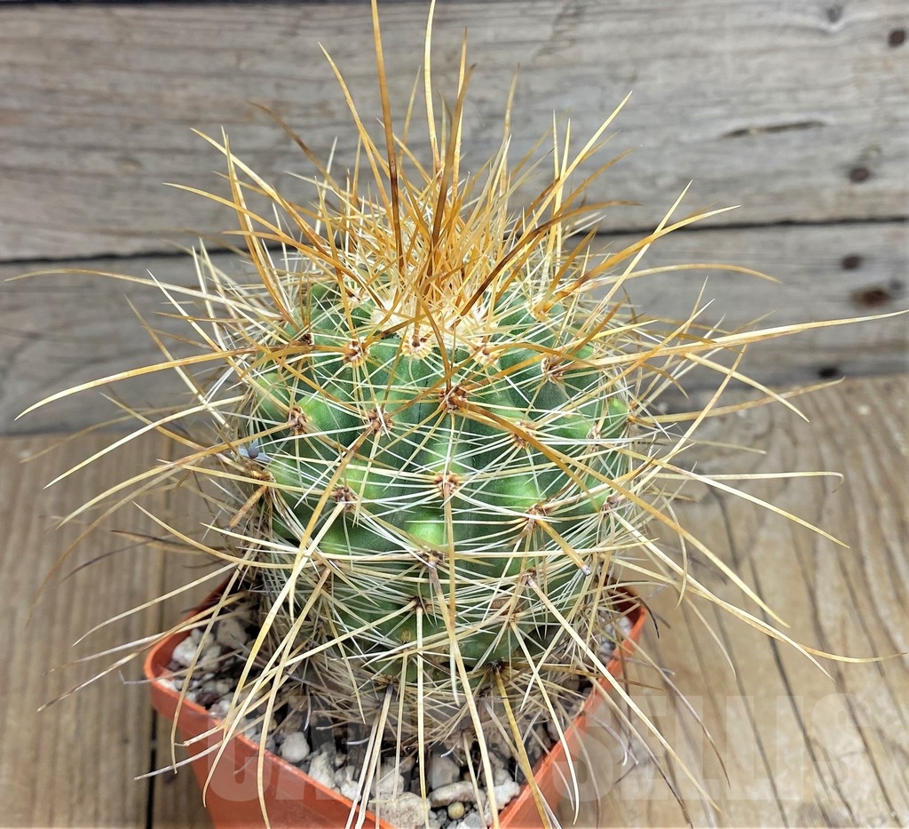 SHPR23672 Parodia maxima - Image 2