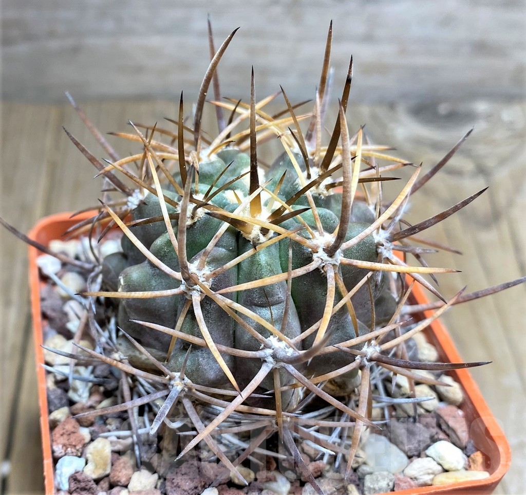 SHPR23673 Pyrrhocactus -El Toro 2 Andacollo-