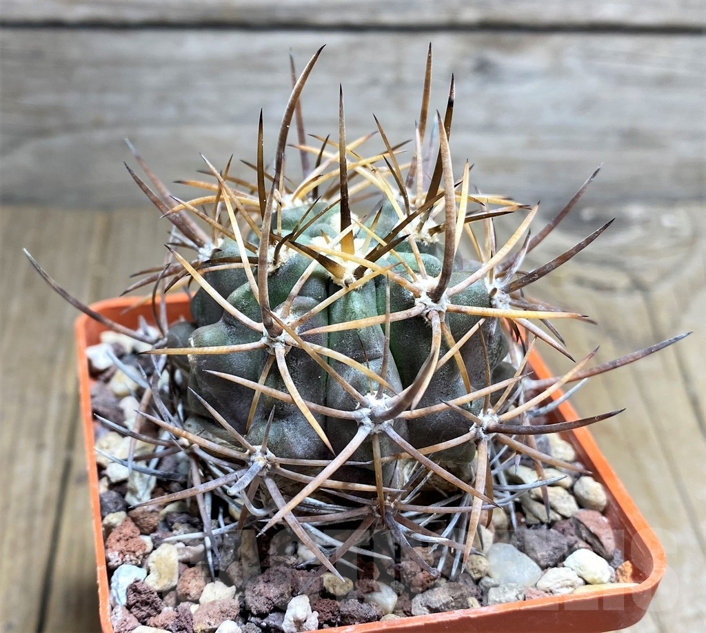 SHPR23673 Pyrrhocactus -El Toro 2 Andacollo- - Image 2