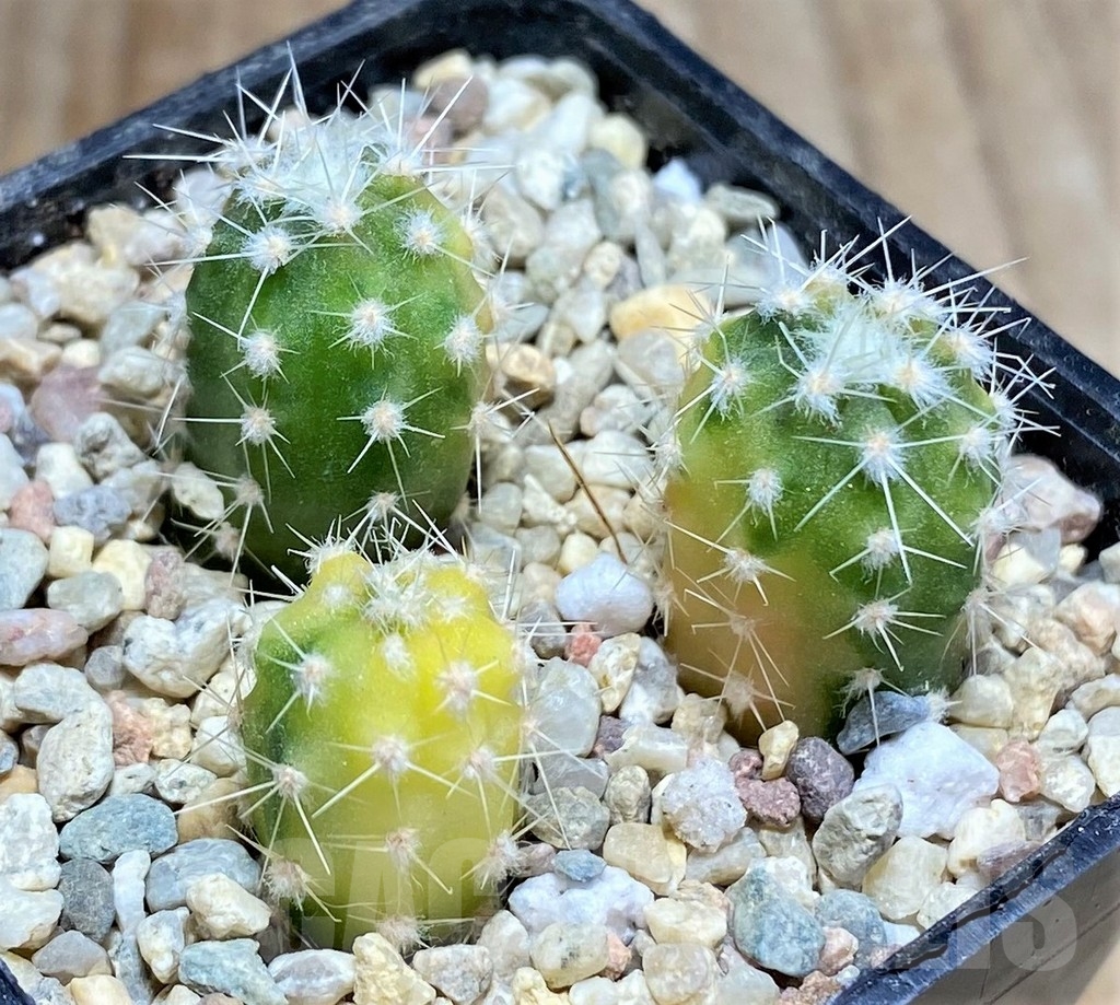 SHPR23678 Echinopsis subdenudata f. variegata, 3 plants - Imagen 2