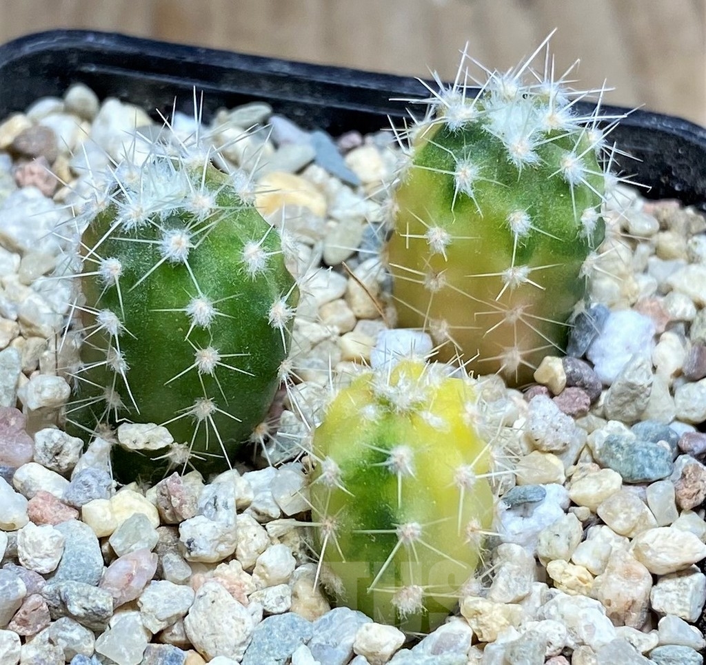 SHPR23678 Echinopsis subdenudata f. variegata, 3 plants - Imagen 3