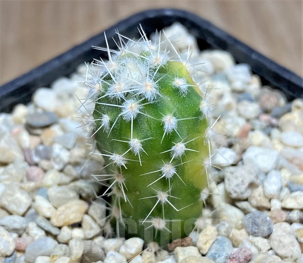 SHPR23679 Echinopsis subdenudata f. variegata - Imagen 3