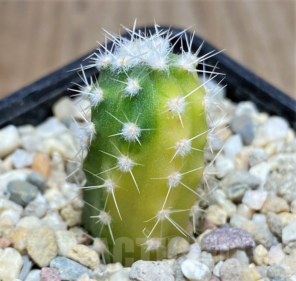 SHPR23679 Echinopsis subdenudata f. variegata - Imagen 2