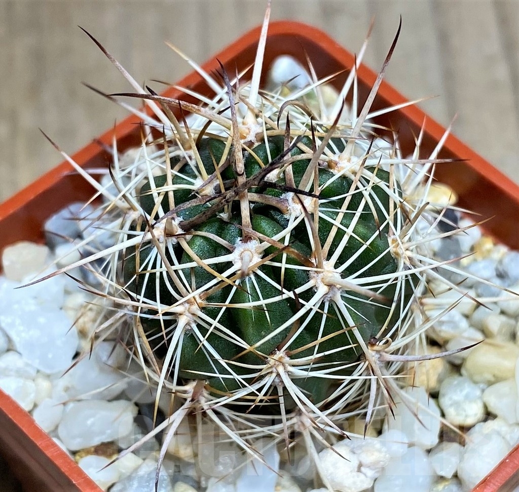 SHPR23684 Lobivia hybrid