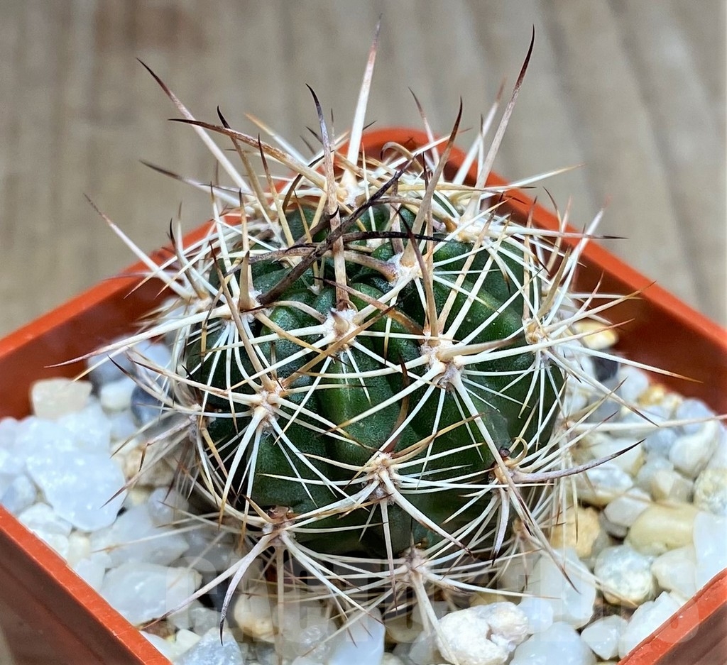 SHPR23684 Lobivia hybrid - Image 2