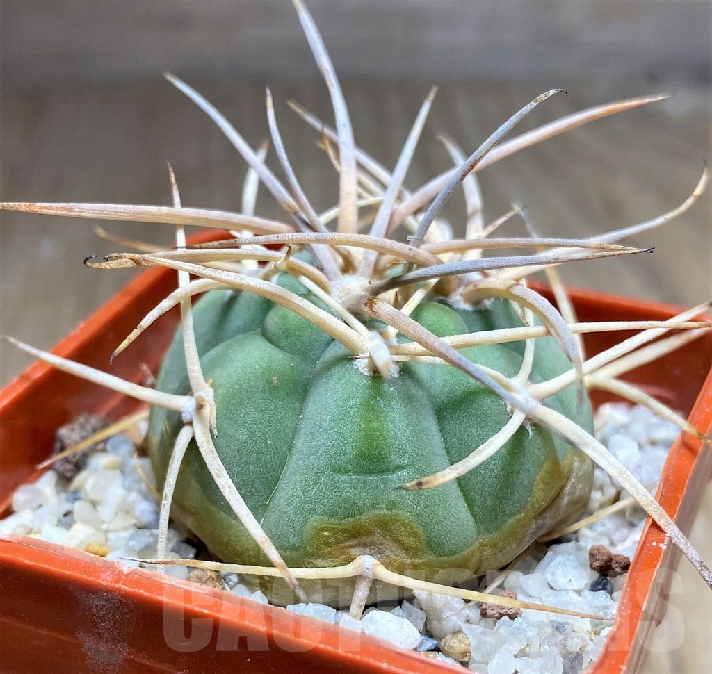 SHPR23685 Gymnocalycium cardenasianum LF 616 - Image 2