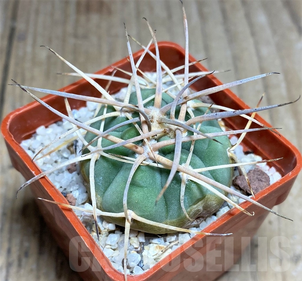 SHPR23685 Gymnocalycium cardenasianum LF 616