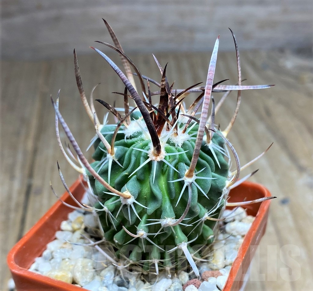 SHPR23686 Stenocactus grandicornis SB 437 - immagine 3