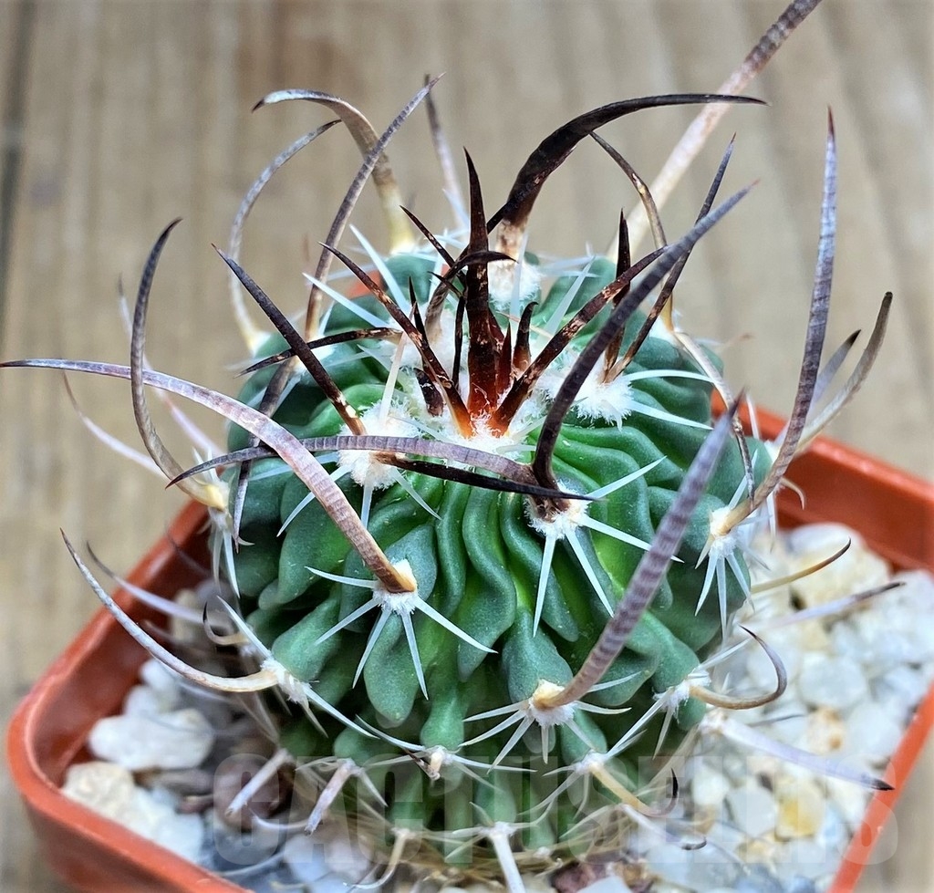 SHPR23686 Stenocactus grandicornis SB 437