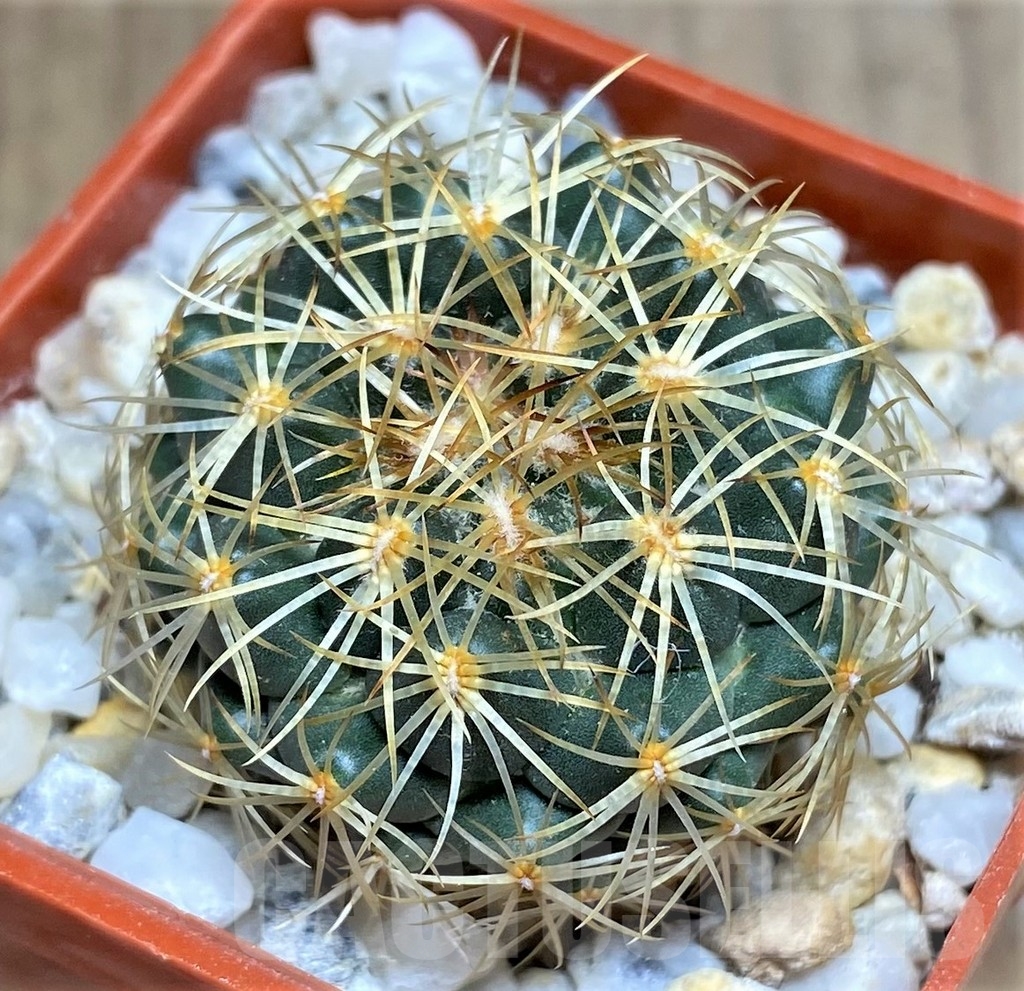 SHPR23687 Coryphantha aff. pallida -El Esperanza- - immagine 2