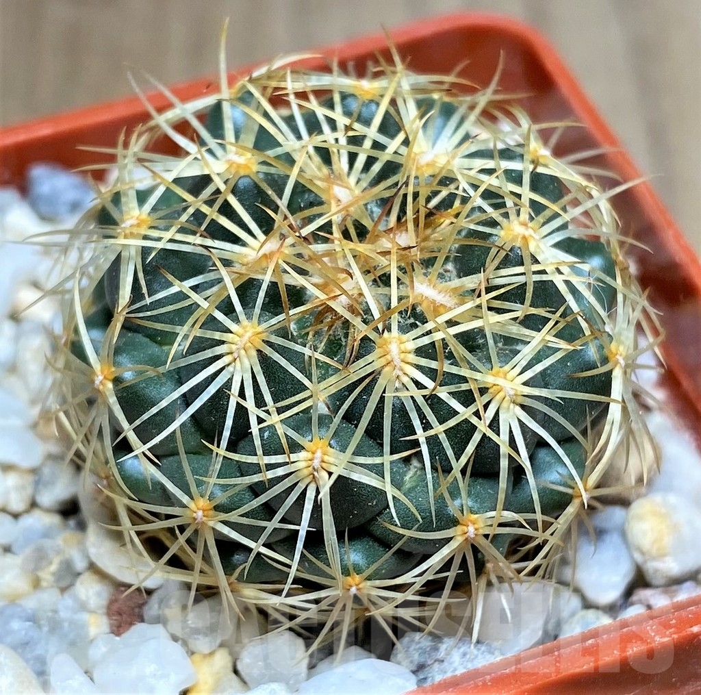 SHPR23687 Coryphantha aff. pallida -El Esperanza-