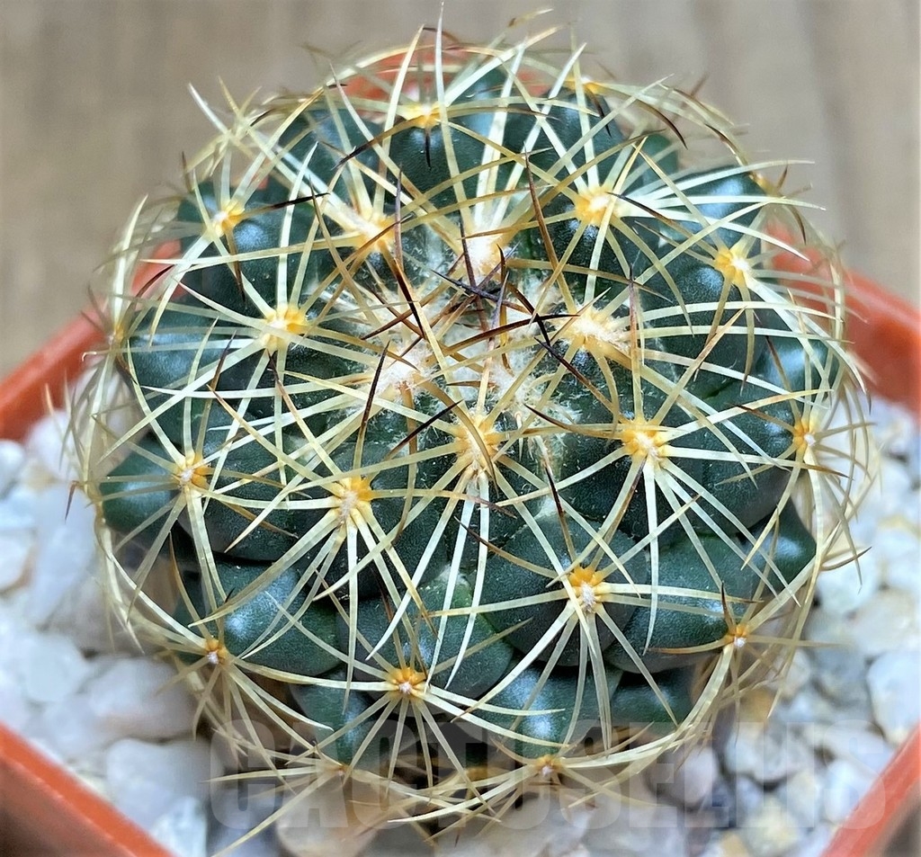 SHPR23688 Coryphantha aff. pallida -El Esperanza- – Bild 2