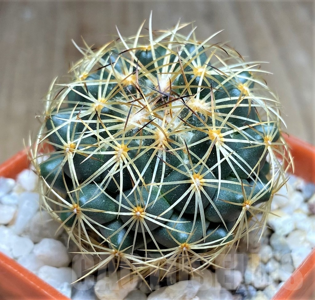 SHPR23688 Coryphantha aff. pallida -El Esperanza-