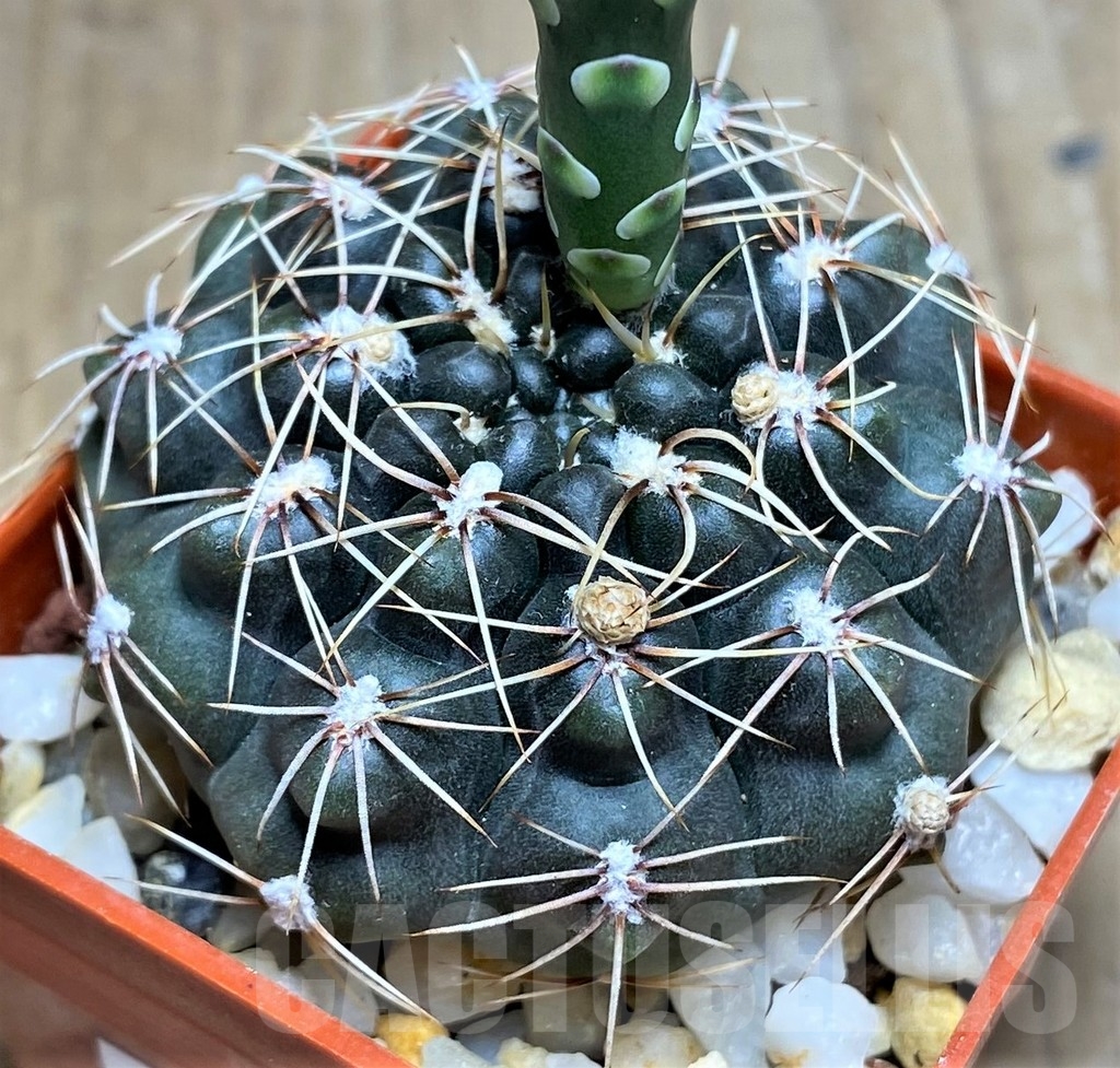 SHPR23691 Gymnocalycium erolesii - Image 2