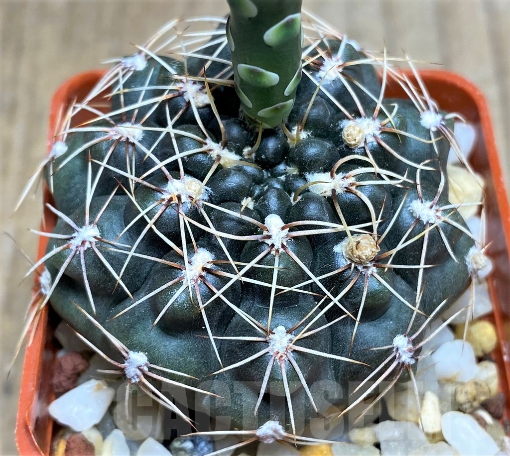 SHPR23691 Gymnocalycium erolesii