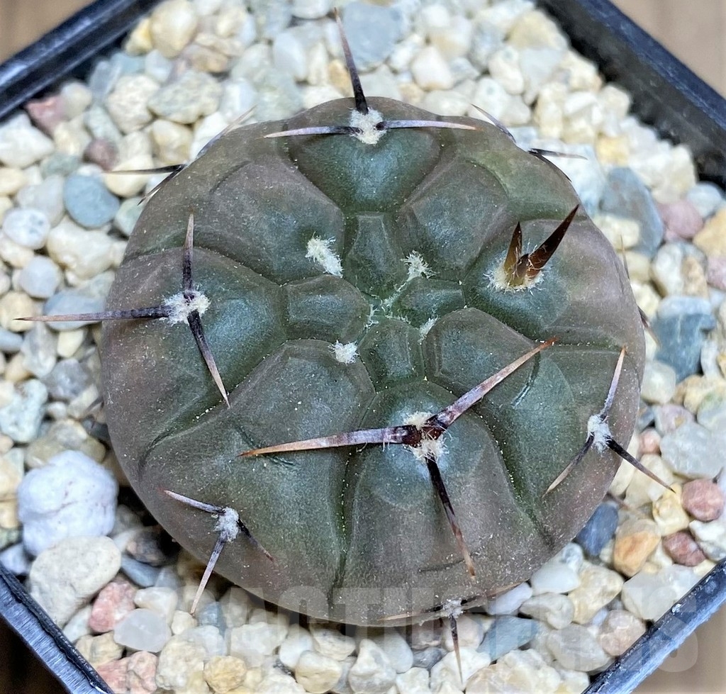 SHPR23692 Gymnocalycium borthii ssp. nogolense VG 012 - Image 2