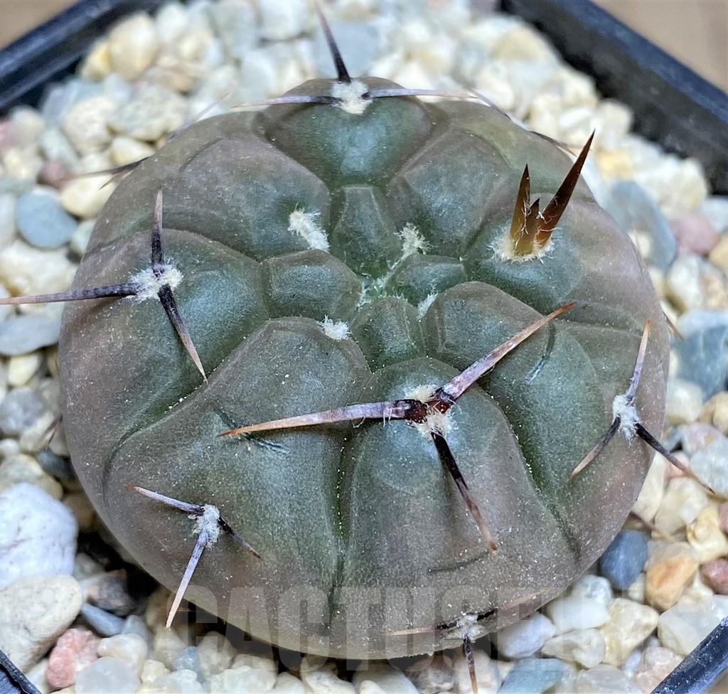 SHPR23692 Gymnocalycium borthii ssp. nogolense VG 012