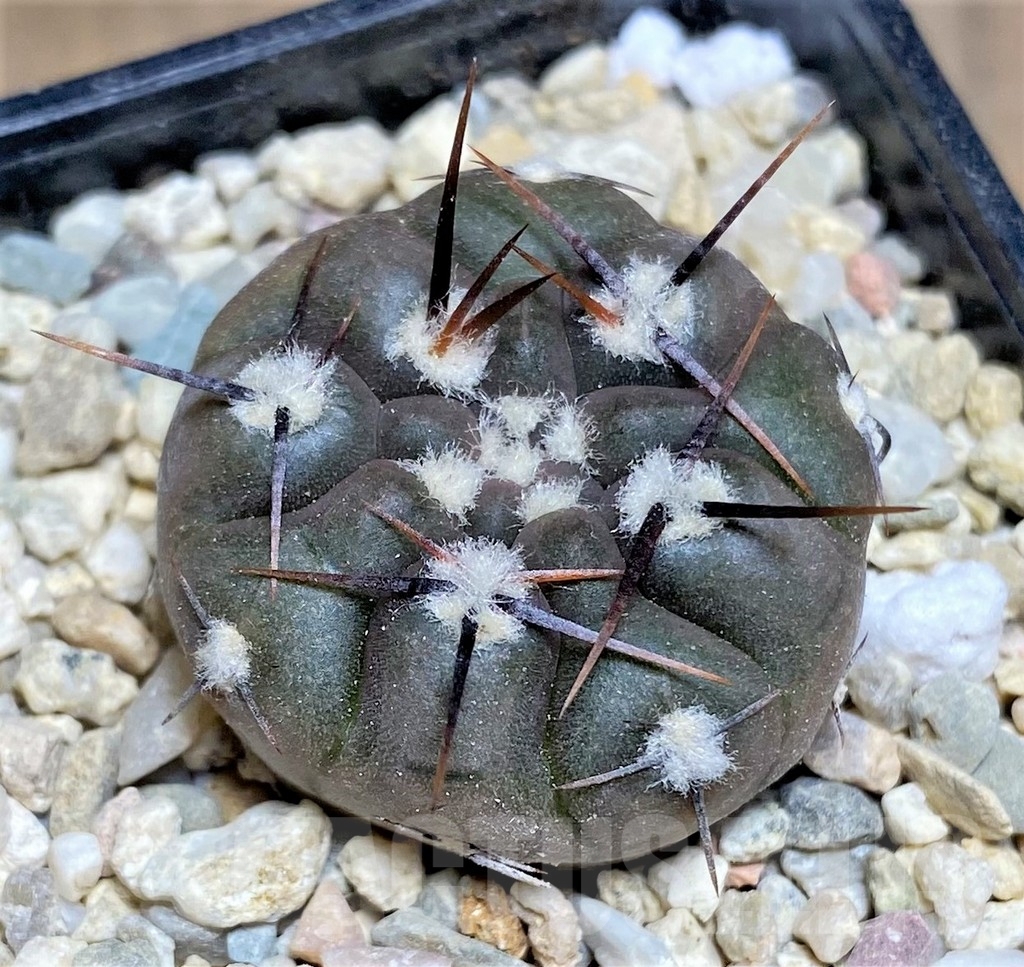 SHPR23694 Gymnocalycium borthii ssp. nogolense VG 012 - Imagen 2