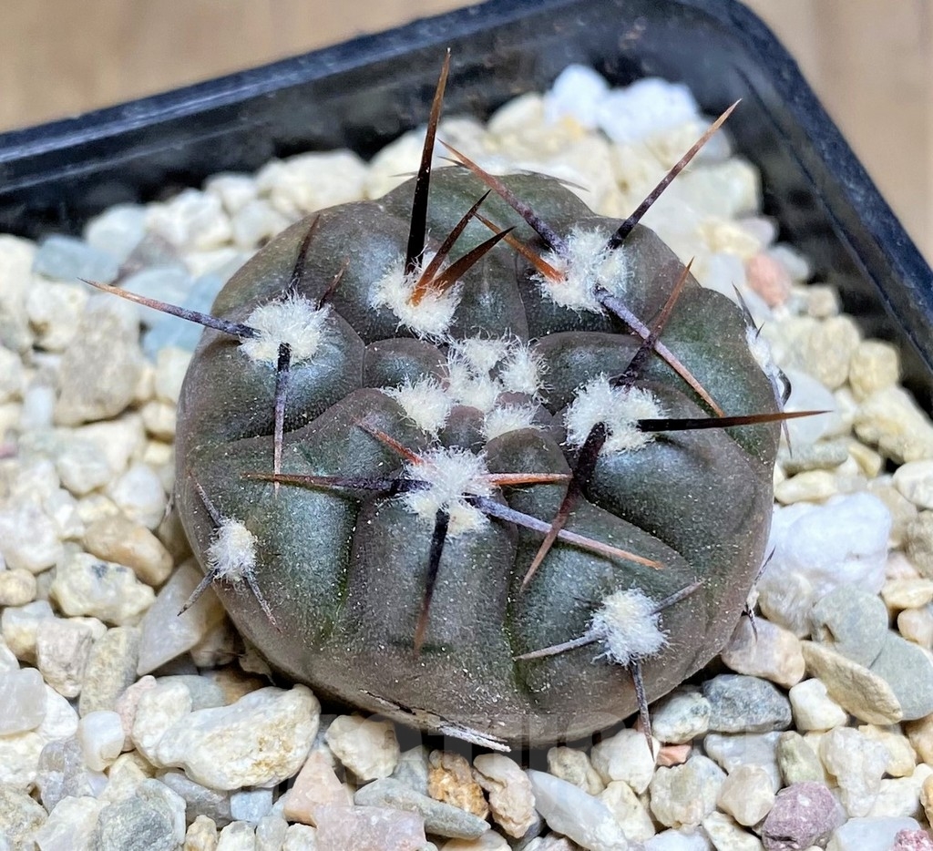 SHPR23694 Gymnocalycium borthii ssp. nogolense VG 012