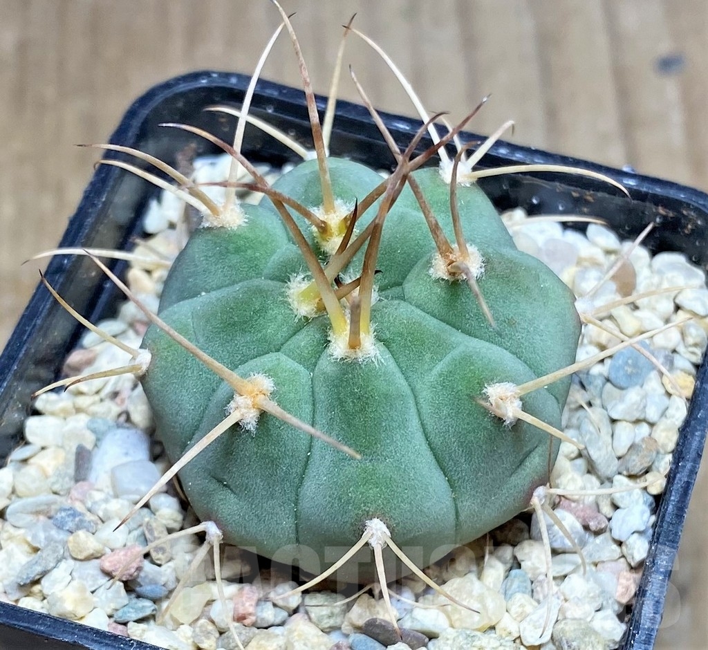 SHPR23695 Gymnocalycium bayrianum VG 639 -El Brete-