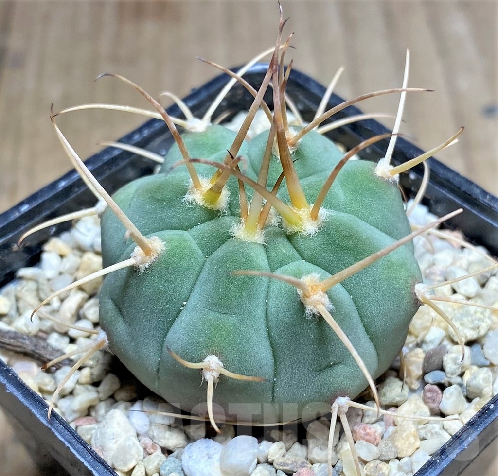 SHPR23695 Gymnocalycium bayrianum VG 639 -El Brete- - immagine 2