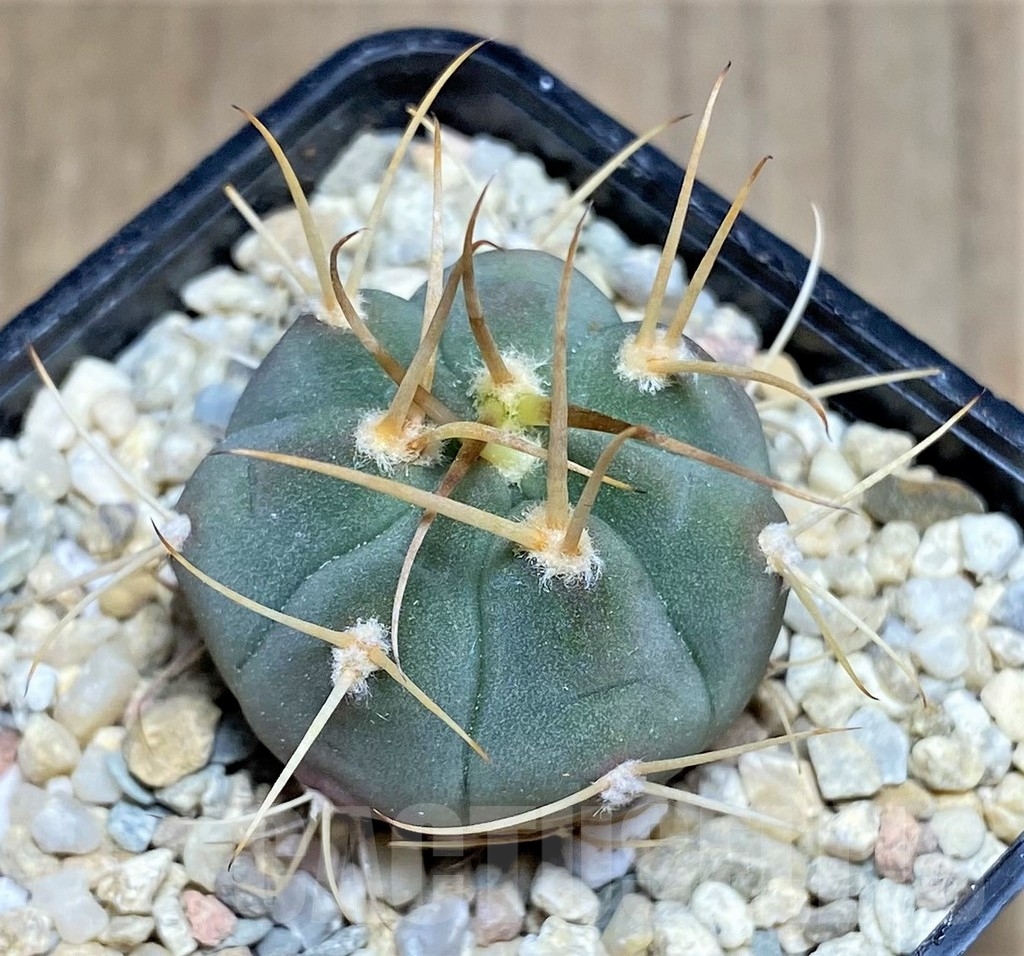 SHPR23696 Gymnocalycium bayrianum VG 639 -El Brete- - Image 2