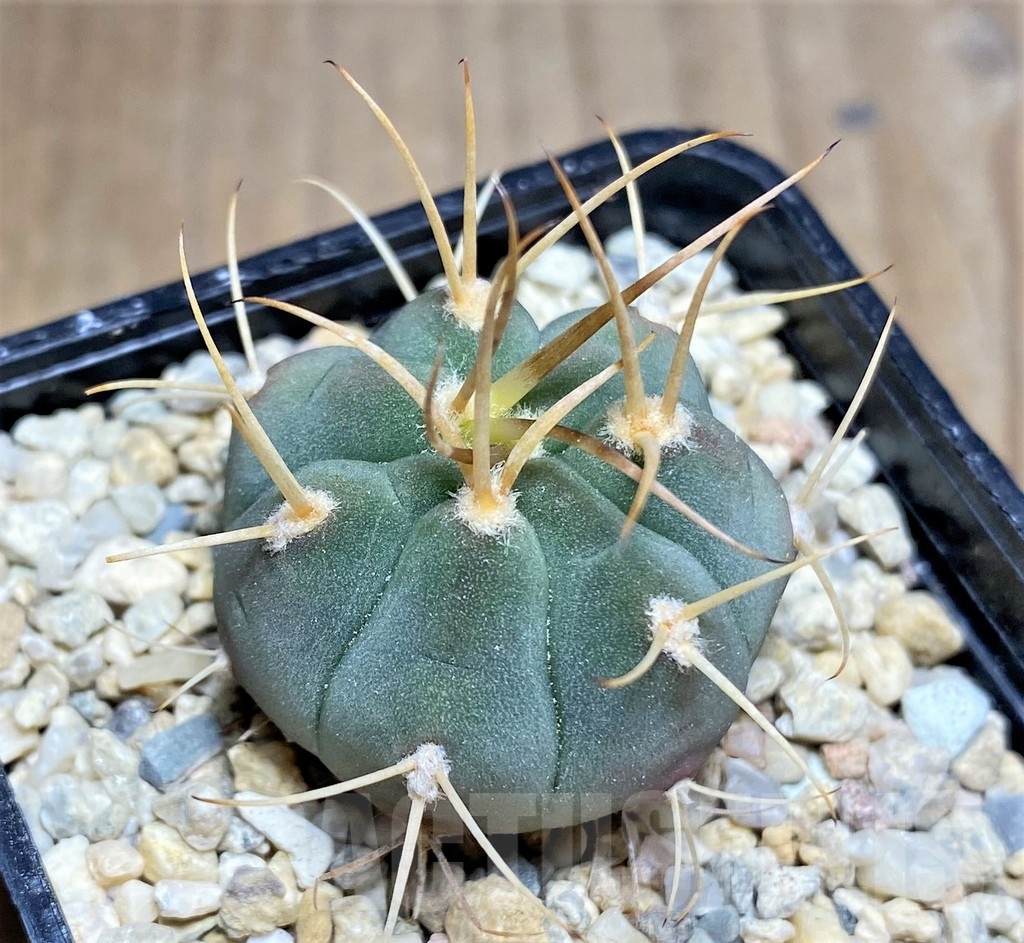 SHPR23696 Gymnocalycium bayrianum VG 639 -El Brete-