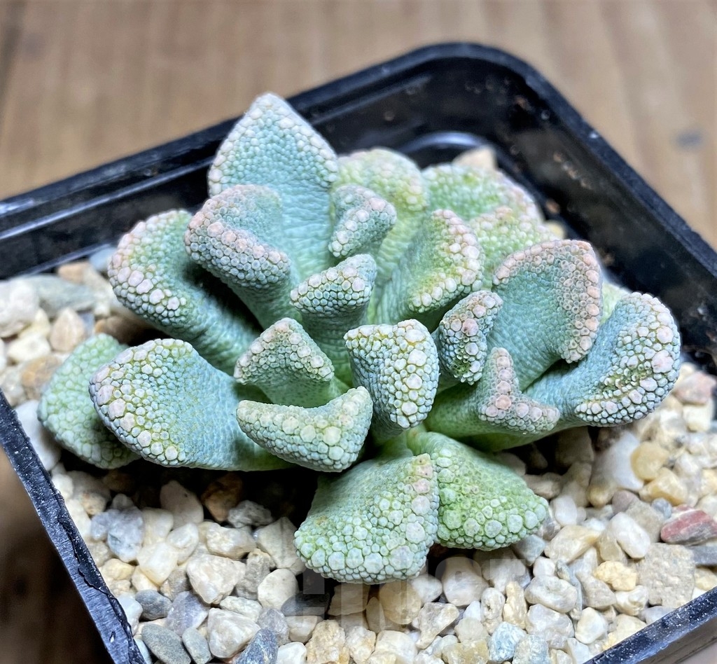SHPR23697 Titanopsis calcarea - immagine 2