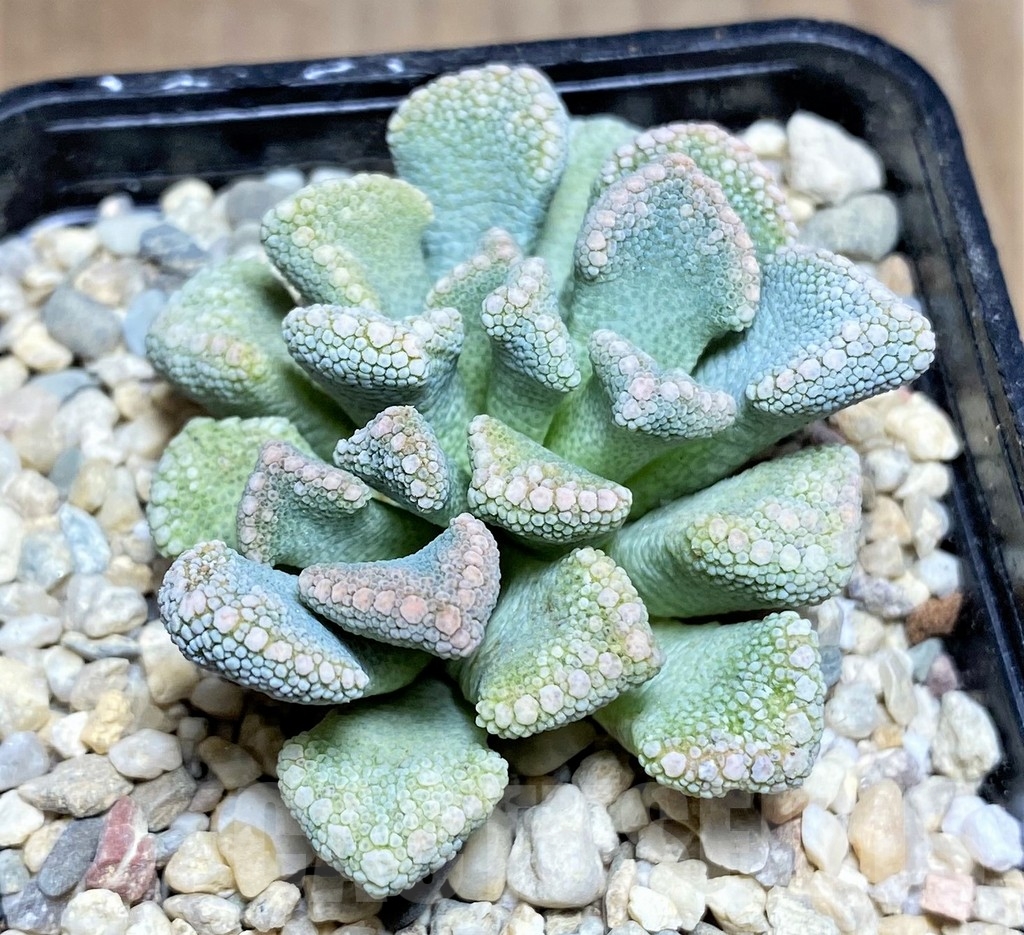 SHPR23697 Titanopsis calcarea