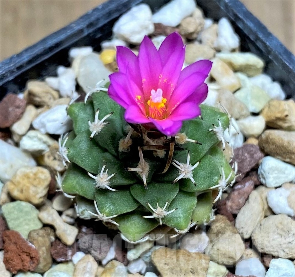 SHPR23698 Turbinicarpus alonsoi