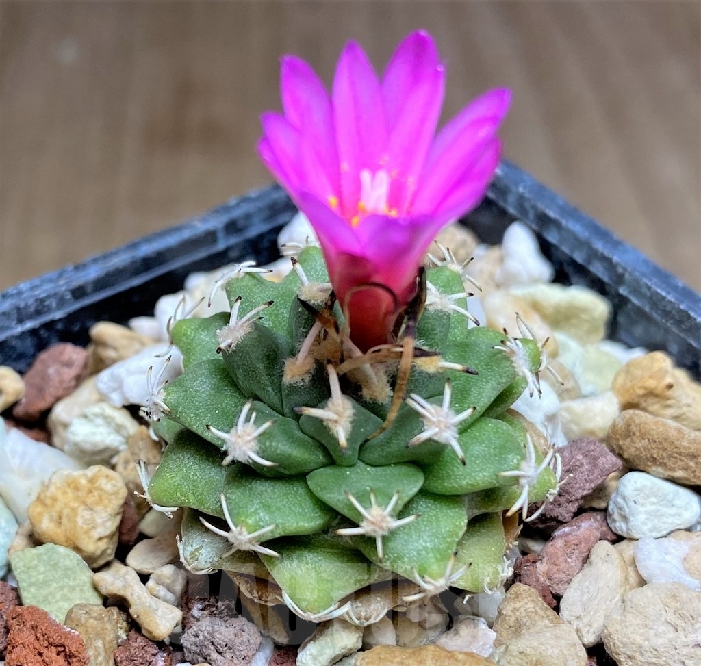 SHPR23698 Turbinicarpus alonsoi - immagine 2