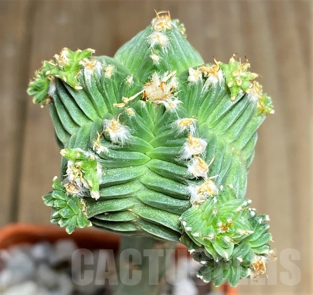 SHPR23699 Aztekium valdezii, grafted