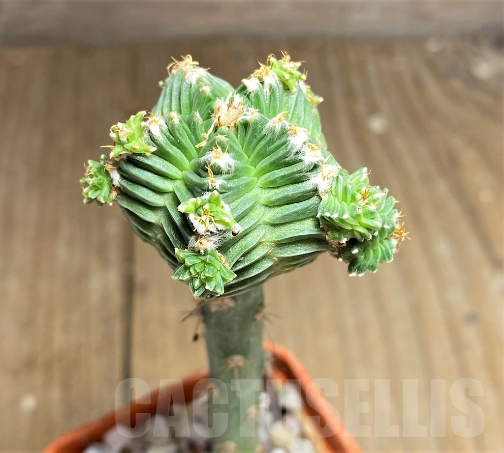 SHPR23699 Aztekium valdezii, grafted - Image 2