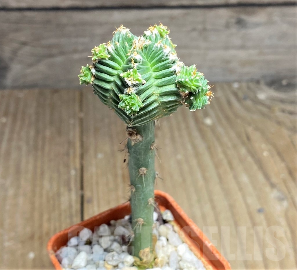 SHPR23699 Aztekium valdezii, grafted - Image 3