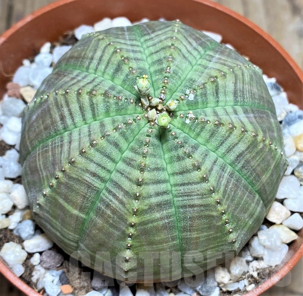 SET65 Euphorbia obesa ♀ ♂, 2 plants - immagine 2