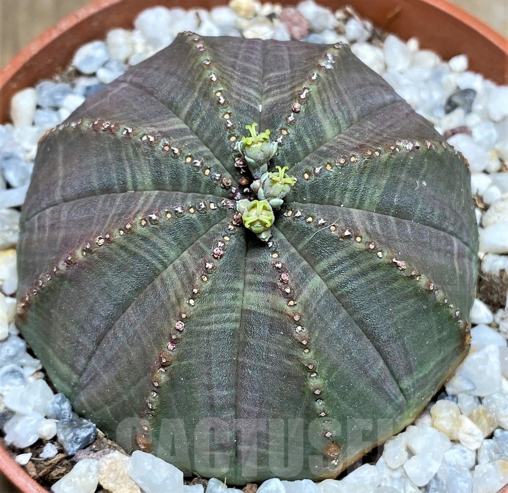 SET65 Euphorbia obesa ♀ ♂, 2 plants