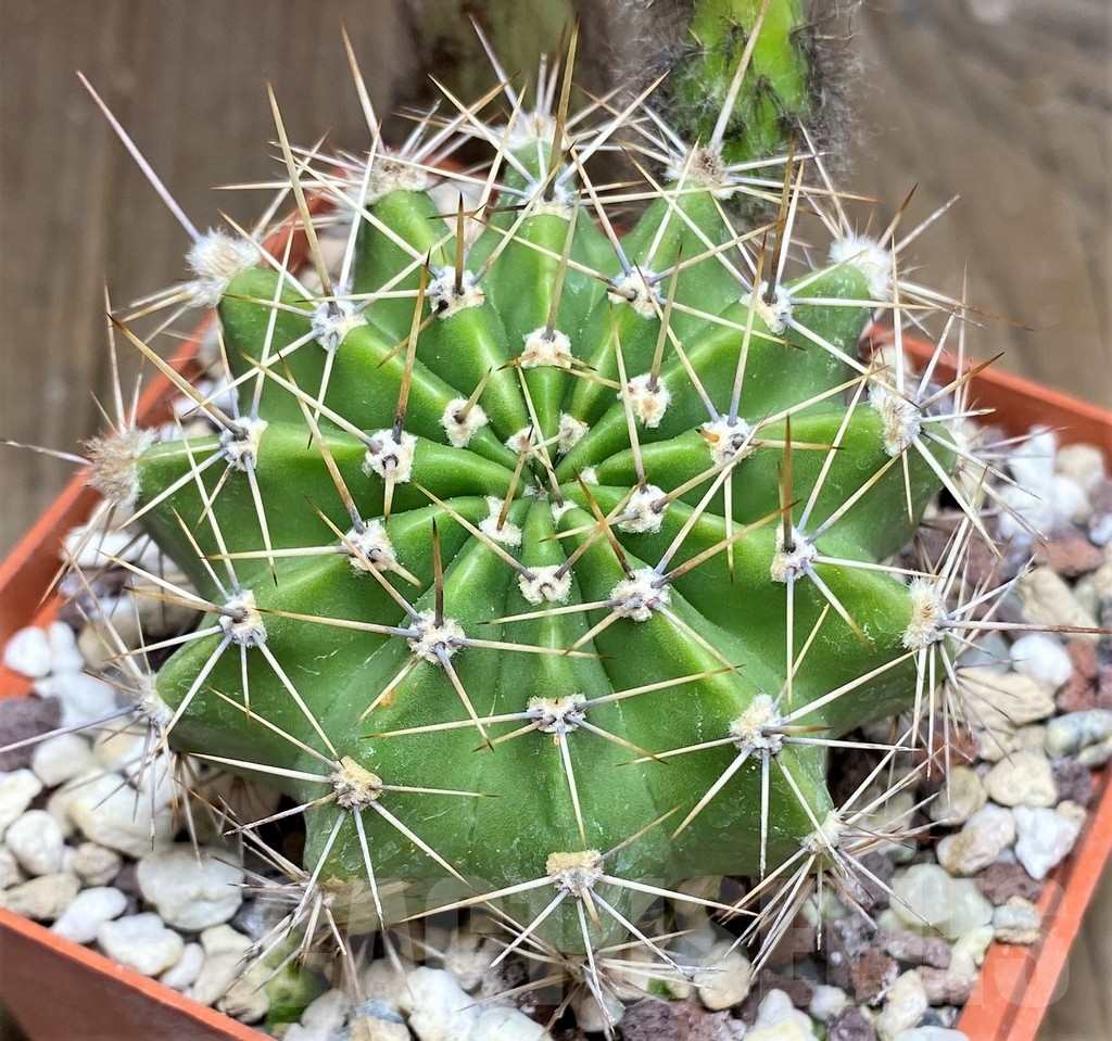 SHPR23702 Echinopsis hybrid 19-2000 gelb-lach - immagine 2