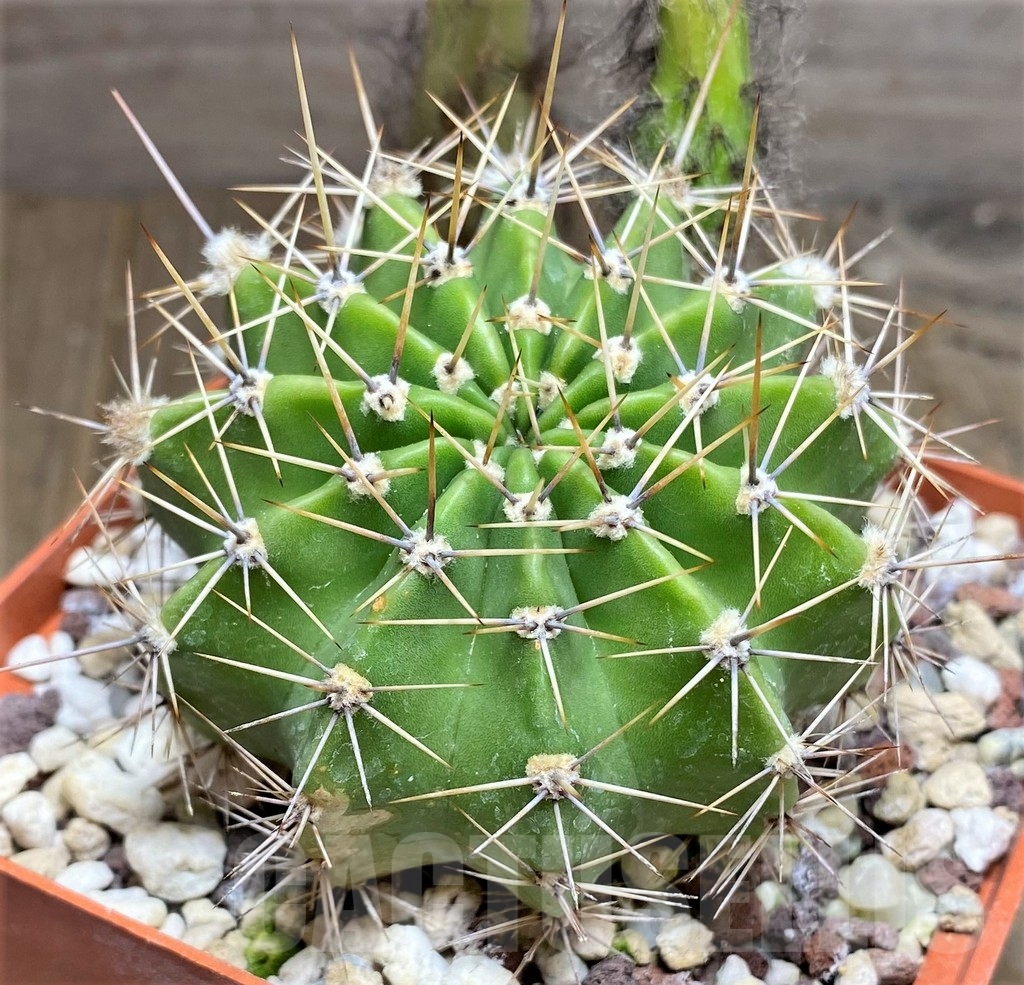 SHPR23702 Echinopsis hybrid 19-2000 gelb-lach - immagine 3