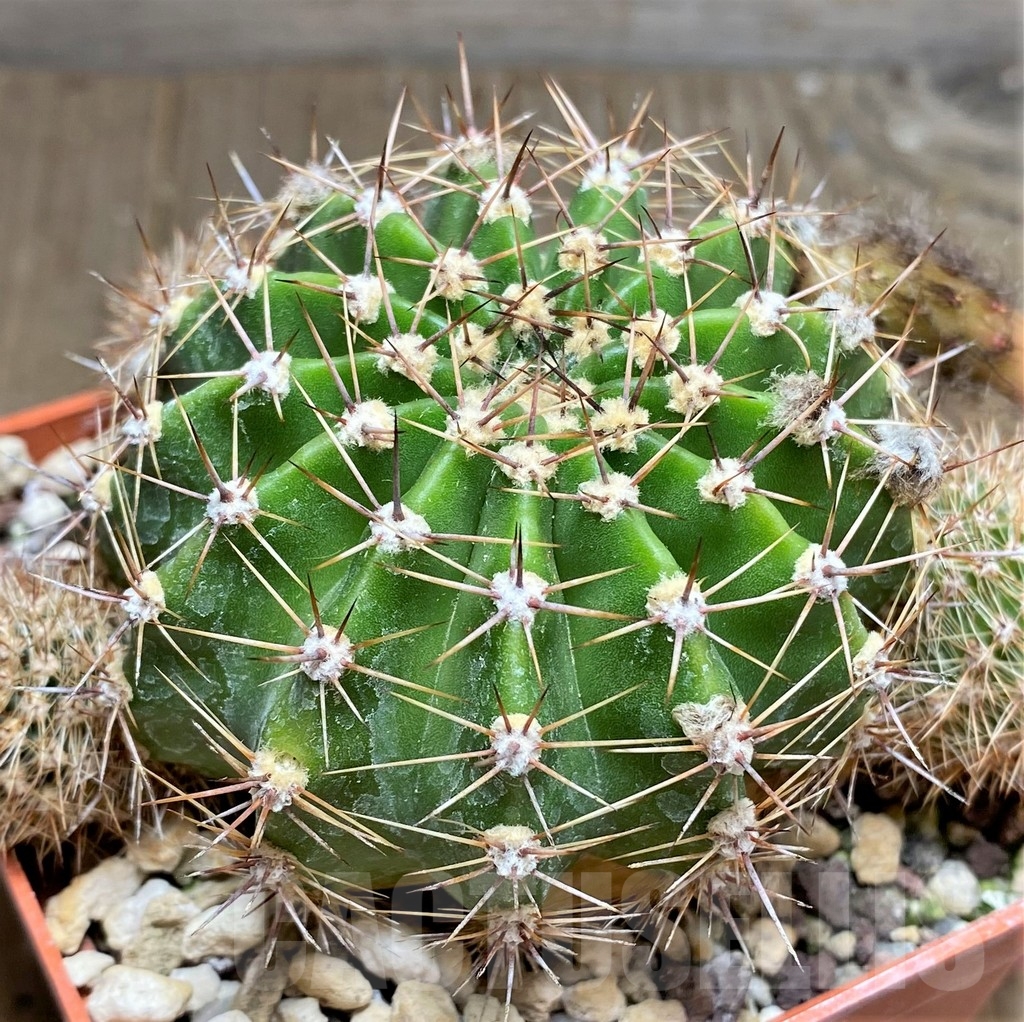 SHPR23703 Echinopsis hybrid 'El Capitan' orange, gelb - Image 2