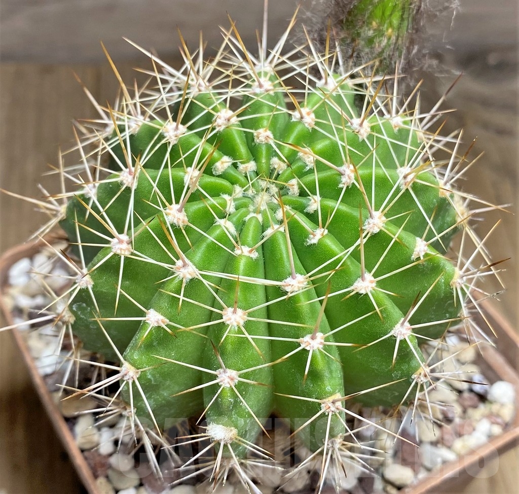 SHPR23704 Echinopsis hybrid 5-2006 rosa-violett-gelb - Image 2
