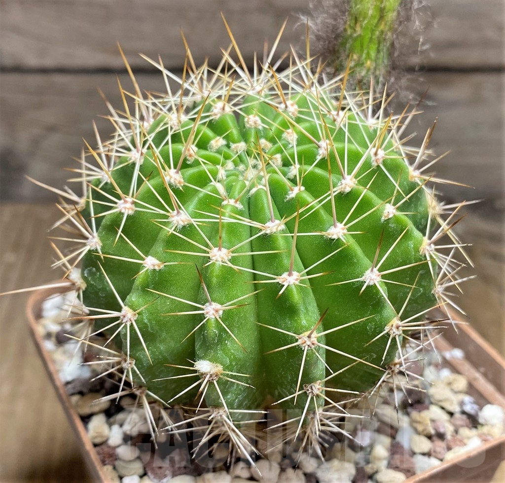 SHPR23704 Echinopsis hybrid 5-2006 rosa-violett-gelb - Image 3