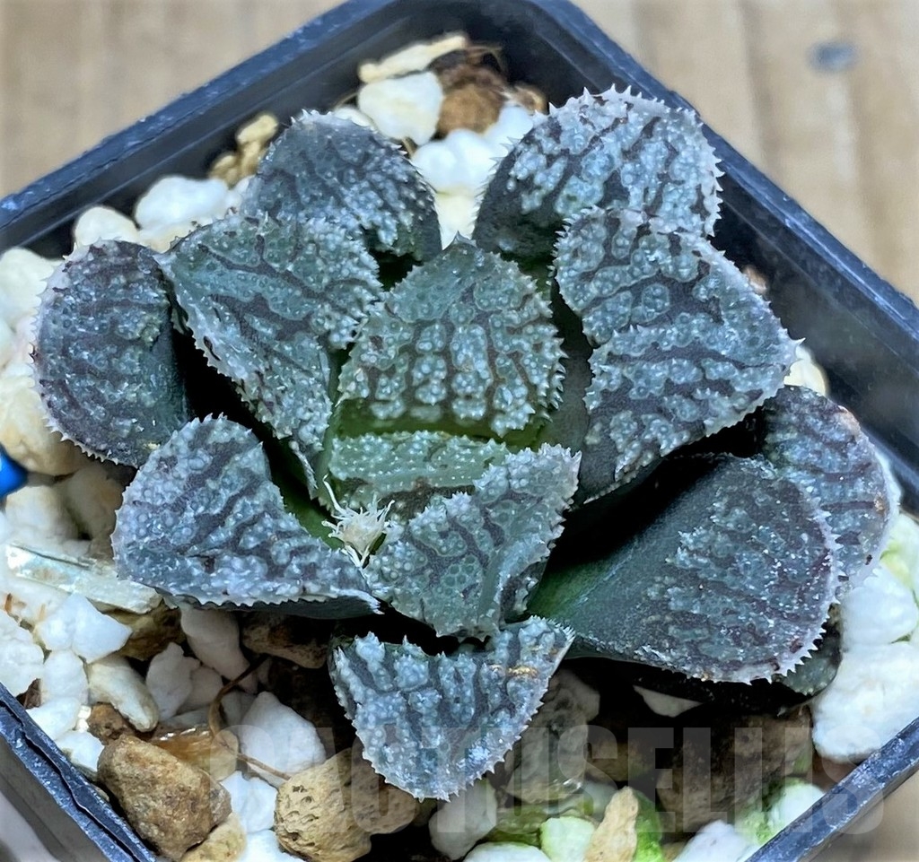 SHPR23706 Haworthia 'Mordor'