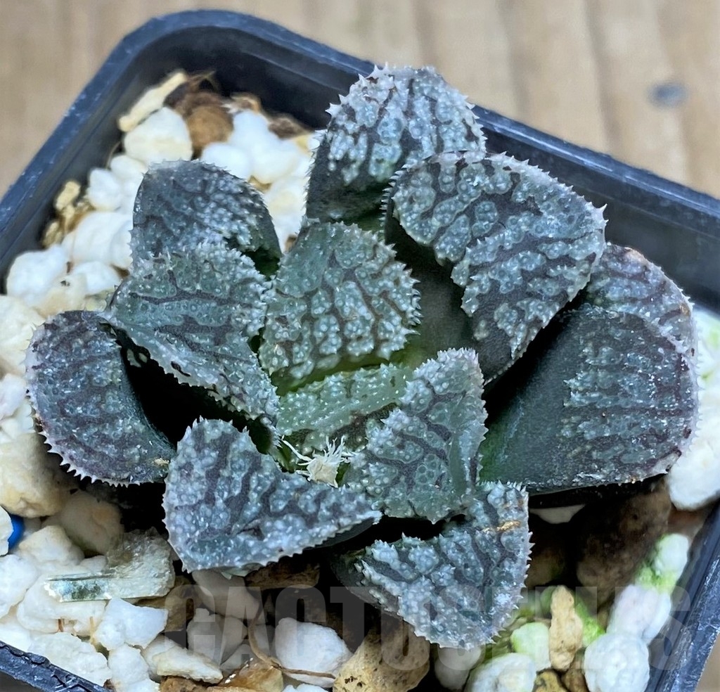 SHPR23706 Haworthia 'Mordor' - Image 2