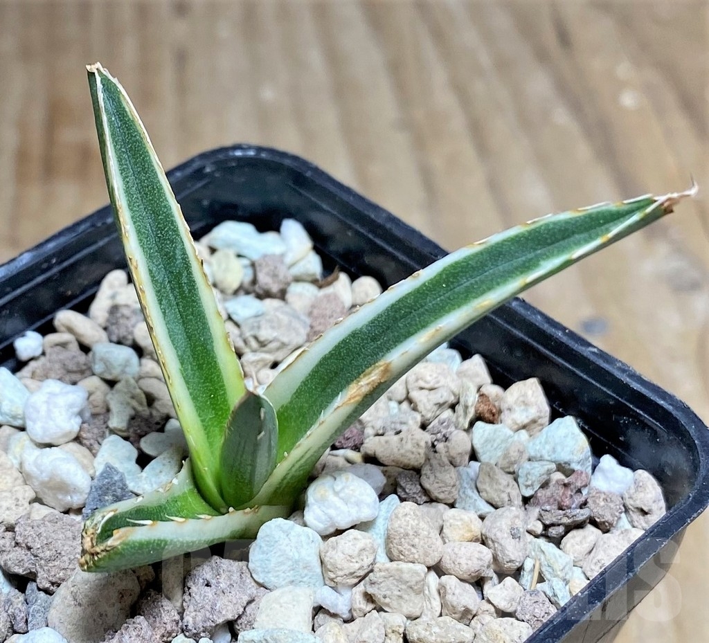 SHPR23707 Agave victoriae-reginae f. white variegata - Imagen 2