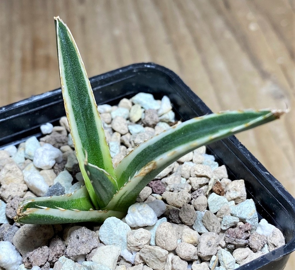 SHPR23707 Agave victoriae-reginae f. white variegata - Imagen 3