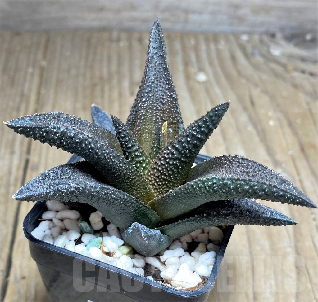 SHPR23709 Haworthia scabra x koelmaniorum