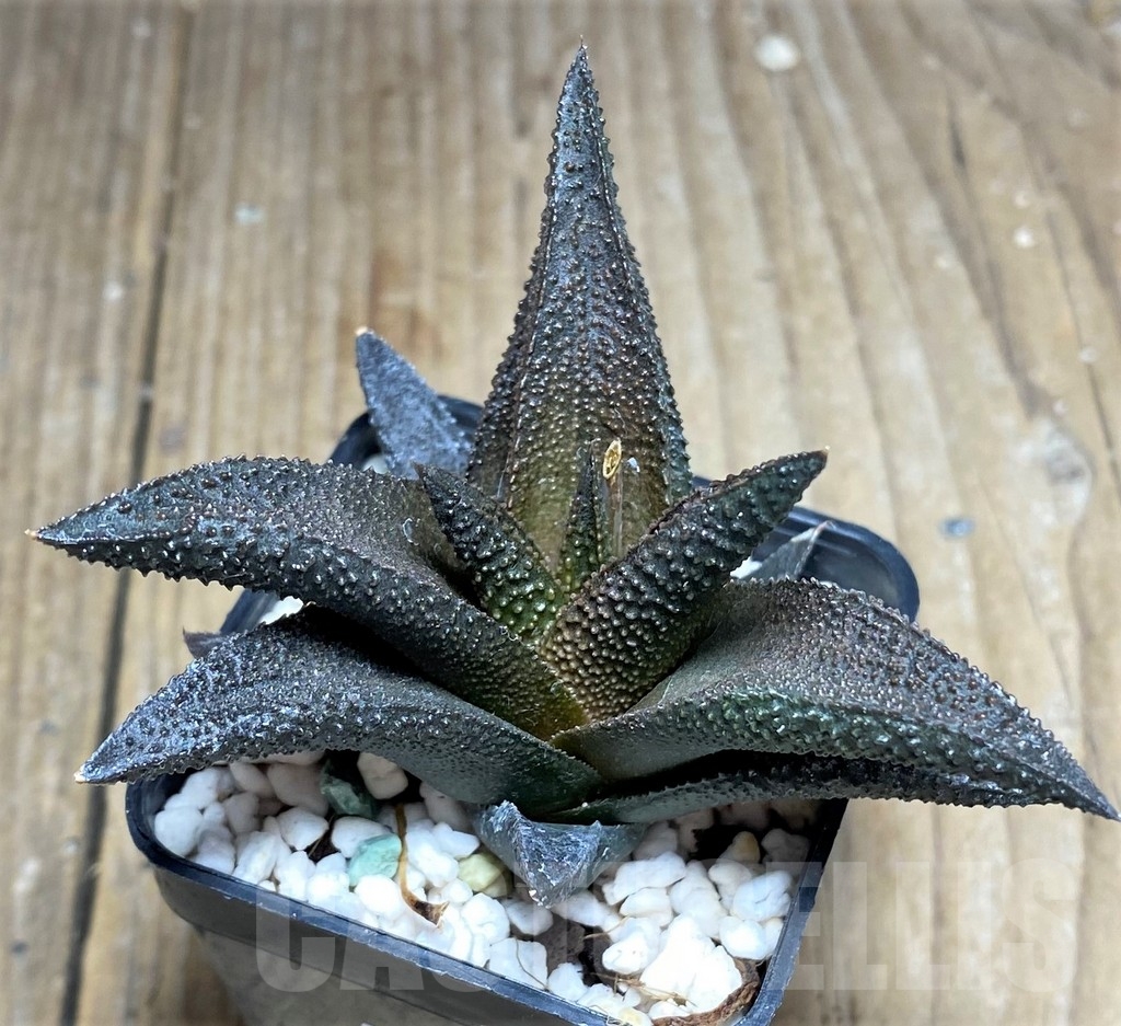SHPR23709 Haworthia scabra x koelmaniorum - Image 2