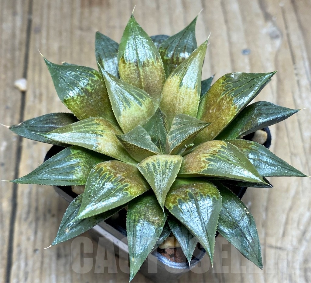 SHPR23710 Haworthia schuldtianax retusa x paradoxa - Image 2