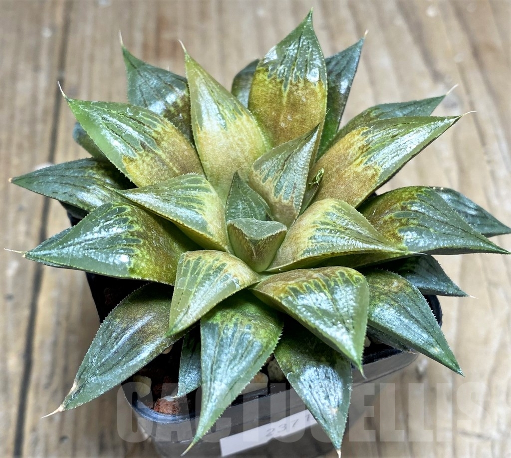 SHPR23710 Haworthia schuldtianax retusa x paradoxa