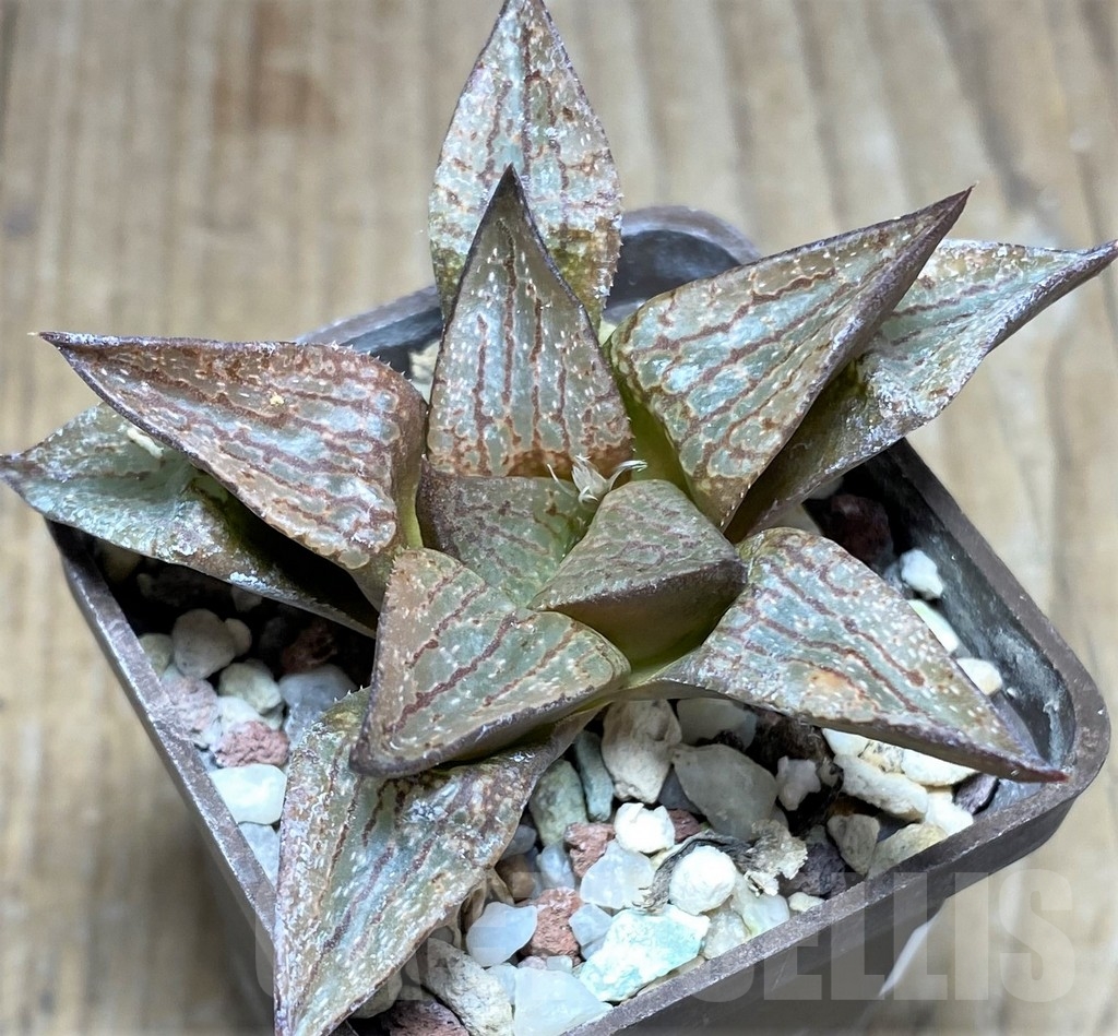 SHPR23711 Haworthia comptoniana hybrid - Image 2